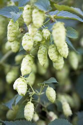 Hop umbels (Humulus lupulus), close-up - MAEF00699