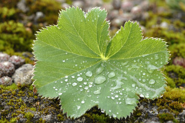 Water droplets on leaf of lady's mantle (Alchemilla vulgaris), close-up - CRF01393