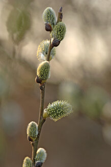 Goat Willow, close-up (Salix caprea), close-up - CRF01385