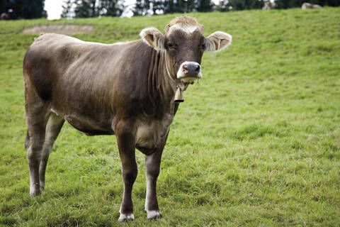 Germany, Bavaria, Calf in a field stock photo