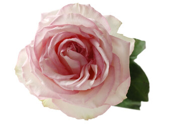 Pink rose (Rosa), elevated view - 00360LR-U