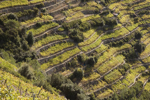 Italien, Ligurien, Corniglia, Weinberg, lizenzfreies Stockfoto