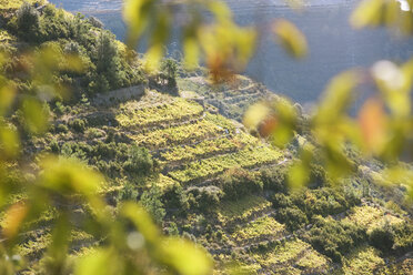 Italy, Liguria, Corniglia, Vineyard - MRF00948