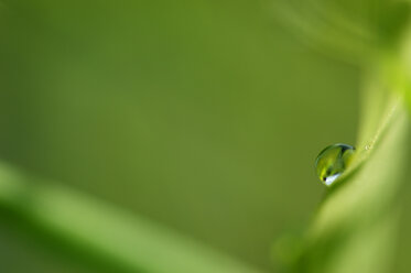 Waterdrop on reed (Phragmites australis), close-up - SMF00278