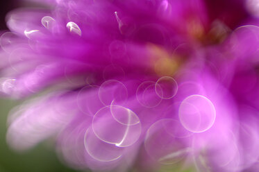 Waterdrops on blossom of aster (Aster), close-up - SMF00269