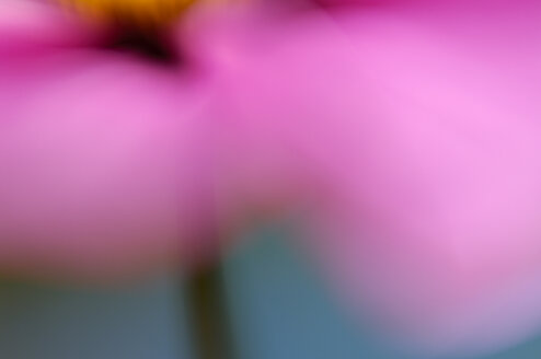 Blossom of cosmos (Cosmos bipinnatus), detail - SMF00267