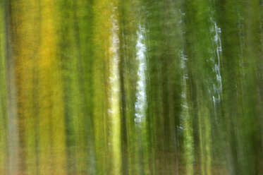 Wald,Bume,Herbst,Markdorf,Gehrenberg,Bodensee,lange Belichtungs - SMF00265