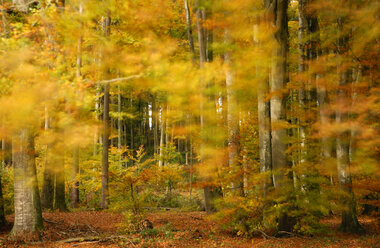 Germany, Baden-Württemberg, Forest in fall - SMF00260