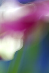 Blüte der Viola (Viola tricolor hortensis) - SMF00257