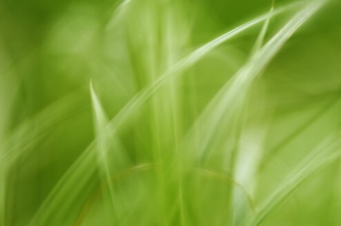 Blade of grass, close-up - SMF00256