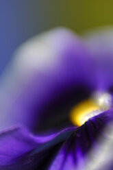 Blüte der Viola (Viola tricolor hortensis), Detail - SMF00255