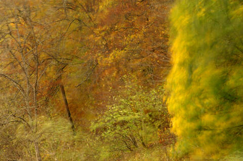 Autumnal colored trees stock photo