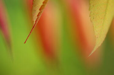 Maple leaves (Acer), detail - SMF00244