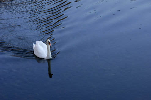 Deutschland, Baden-Württemberg, Donau, Schwimmender Höckerschwan - SMF00240