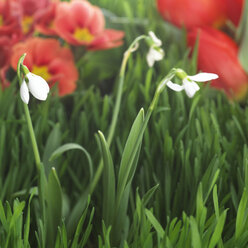 Schneeglöckchen (Galanthus nivalis), Nahaufnahme - CHK00834