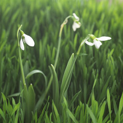 Schneeglöckchen (Galanthus nivalis), Nahaufnahme - CHK00833