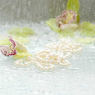 Perlen und Blüten einer Orchidee, Nahaufnahme - CHK00788