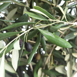 Black olives and foliage on olive tree, close-up - CHK00761