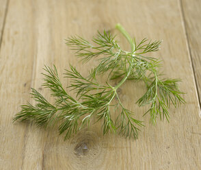 Dill, (Anethum graveolens), close-up - KSWF00074