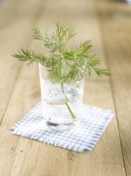 Dill in water glass (Anethum graveolens) - KSWF00071