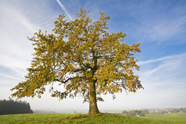 Germany, Bavaria, Beech tree - FOF00412