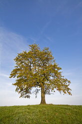 Germany, Bavaria, Beech tree - FOF00411