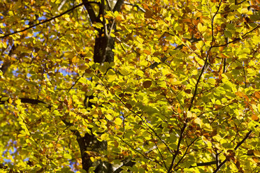 Deutschland, Bayern, Allgäu, Baum, Herbst - FOF00387