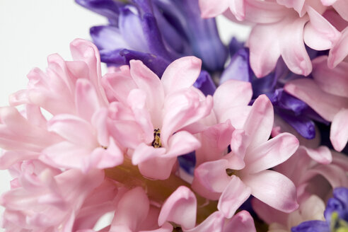 Hyacinth blossoms (Hyacinthus), close-up - MNF00142