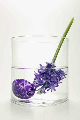 Hyazinthen in Blumenvase, (Hyacinthus), lizenzfreies Stockfoto