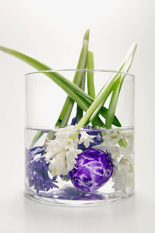 Hyazinthen in Blumenvase, (Hyacinthus), lizenzfreies Stockfoto