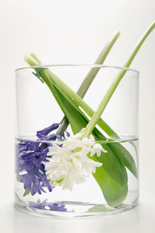 Hyacinths in flower vase, (Hyacinthus) - MNF00136