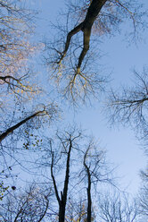 Herbstliche Bäume, Blick von unten - MUF00088