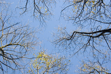 Autumnal trees, view from below - MUF00086