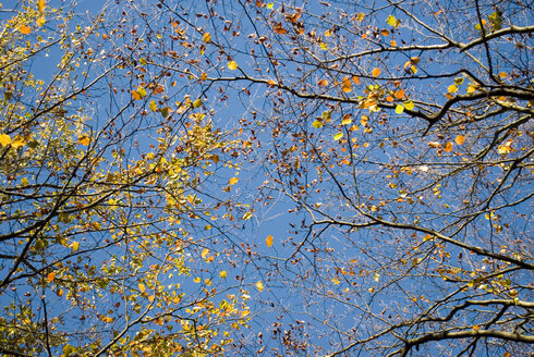 Herbstliche Bäume, Blick von unten - MUF00085
