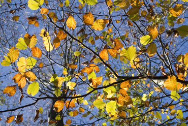 Buche, Fagus sylvatica, Nahaufnahme - MUF00082