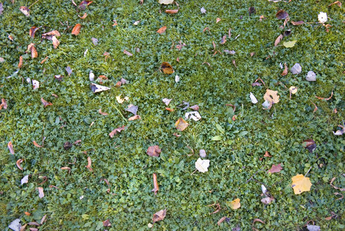 Herbstliche Blätter auf der Wiese - MUF00079
