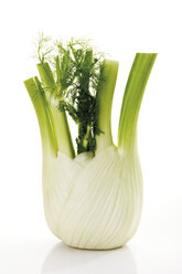 Fennel, close-up - 08052CS-U