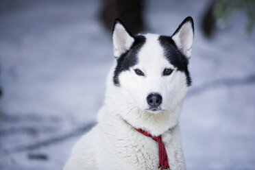 Sibirischer Schlittenhund - HKF00059