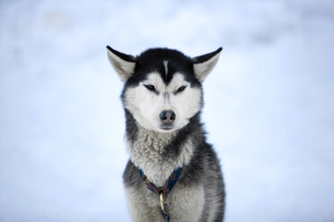 Sibirischer Husky, Porträt - HKF00057