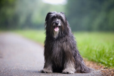 Border Collie Hund sitzt auf der Straße - HKF00051