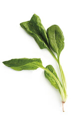 Leaves of baby spinach - 08168CS-U