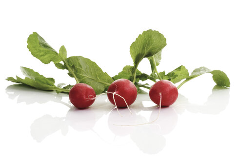 Red radish (Flamboyant Sabina) - 08156CS-U