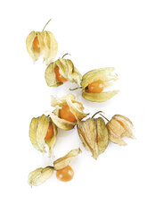 Physalis Früchte - 08138CS-U