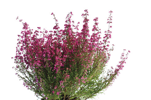 Cross-leaved heath (Erica tetralix) - 08191CS-U