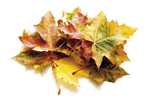 Herbstlich gefärbte Ahornblätter - 08385CS-U