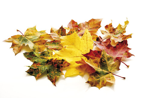 Herbstlich gefärbte Ahornblätter - 08383CS-U