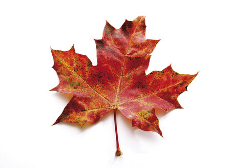 Autumn colored maple leaf - 08379CS-U