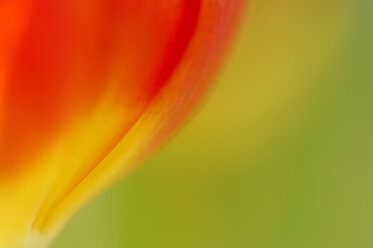 Tulpe (Tulipa), Nahaufnahme - SMF00307