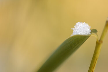 Bamboo (fargesia), Snowflake, close up - SMF00306