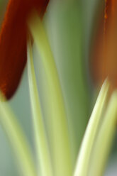 Lilie (Lilium), close up - SMF00288